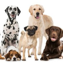 Sterilizzazione gratuita per i cani dei cittadini che versano in condizioni economiche disagiate